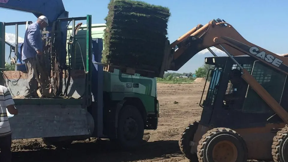 Преимущества рулонного газона